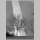 3-08ArchGlintTree.jpg