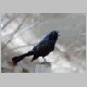grackle.jpg