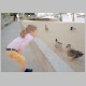 karoline_ducks_b.jpg