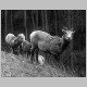 bighorn_bw.jpg